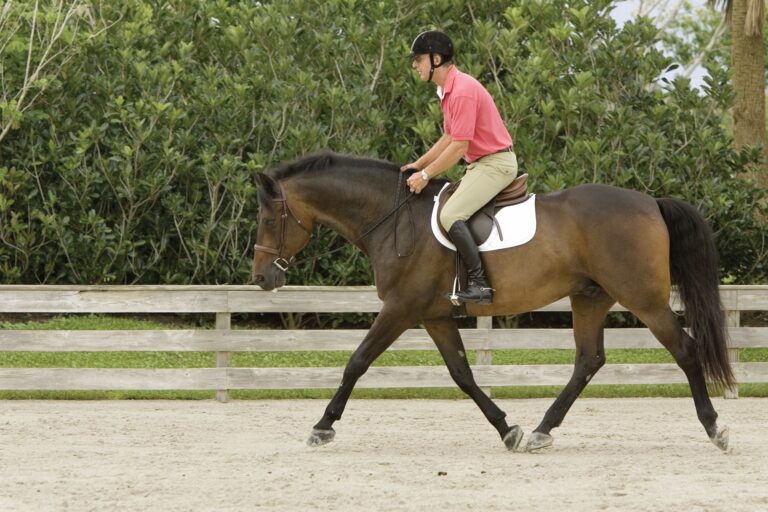 The Plaid Horse – Developing Lightness and Feel: Exercises from Geoff Teall